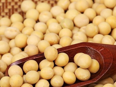 低温烘焙熟黄豆现磨豆浆原料散装批发直批豆浆商用磨粉熟豆子大豆图3