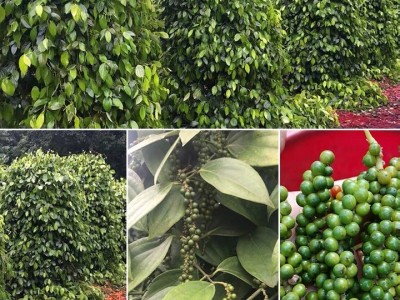 越南黑胡椒粒500g 可磨粉 西餐牛排烧烤调味品香辛料胡椒粒批发图2