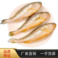 【厂家货源】小黄花鱼新鲜海捕鲜活小黄鱼冷冻生鲜深海鱼500g批发