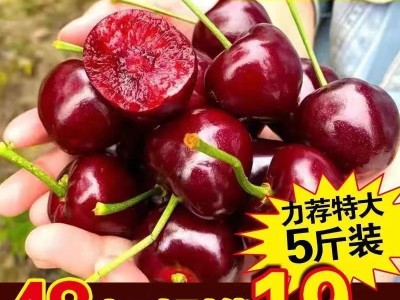 【航空包邮】现摘现发山东大樱桃国产车厘子红灯当季孕妇水果。图4
