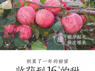 正宗陕西红富士苹果脆甜冰糖心应季当季水果新鲜10斤装批发一整箱图4