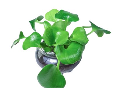 紫月潭水葫芦批发水生植物凤眼莲水体绿化人工浮岛配材净化水质图4