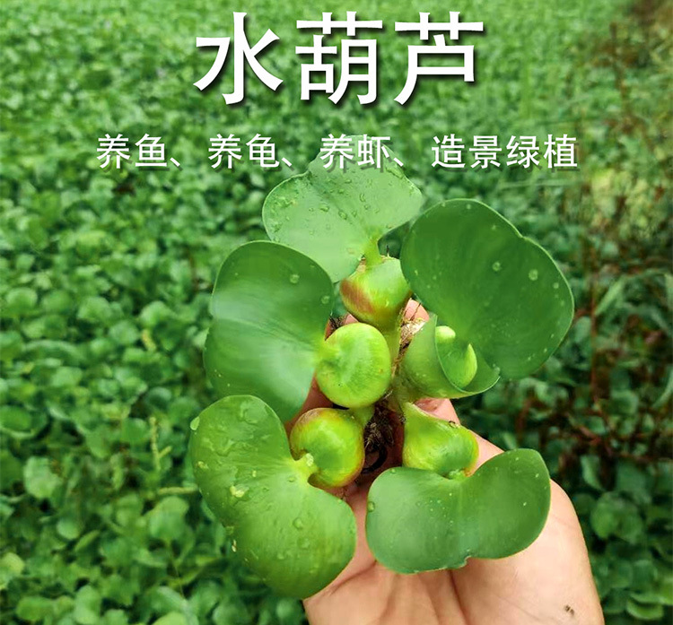 水葫芦详情页_02.jpg