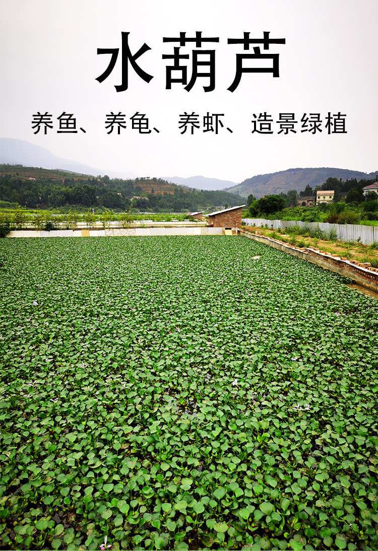 水葫芦详情页_01.jpg