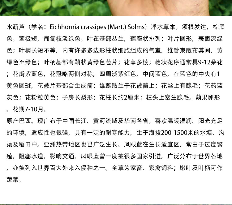 水葫芦详情页_03.jpg