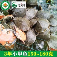 三年小甲鱼活体王八150~180g稻鳖外塘养殖生态团鱼水鱼现货批发