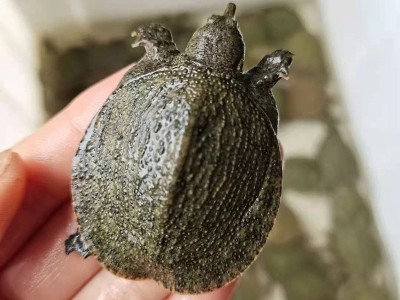 三年小甲鱼活体王八150~180g稻鳖外塘养殖生态团鱼水鱼现货批发图3