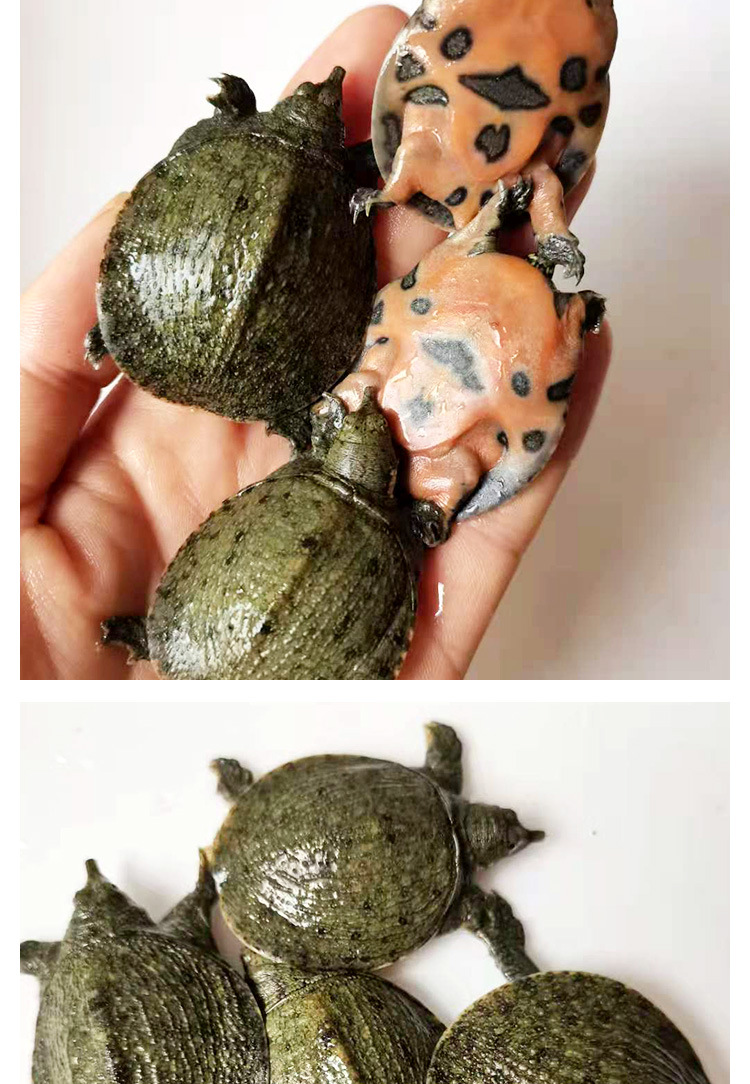 甲鱼苗_06.jpg