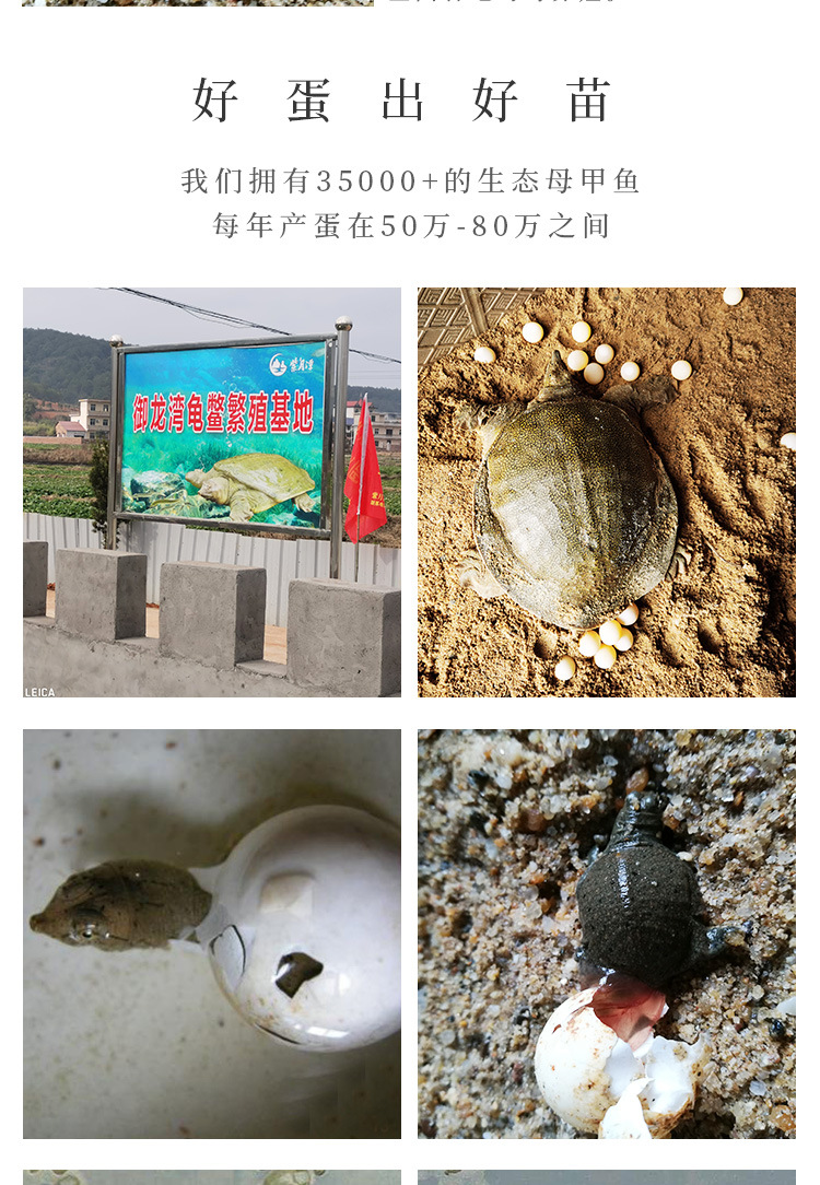 甲鱼苗_03.jpg