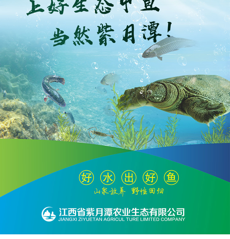 甲鱼苗_17.jpg