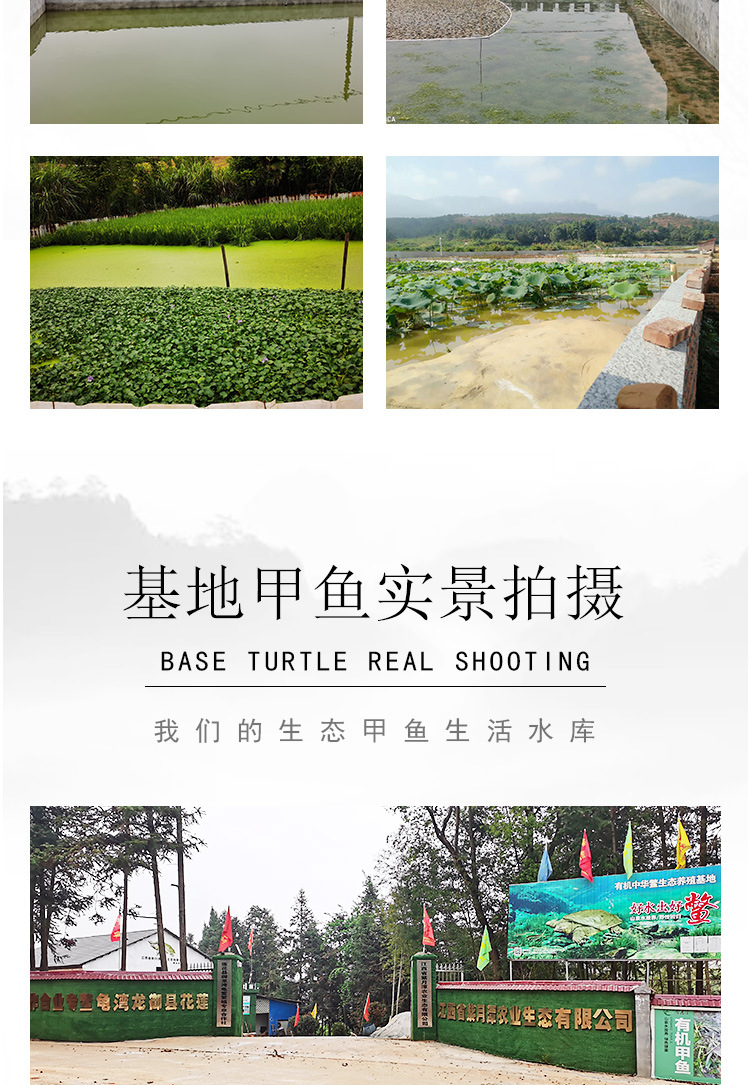 甲鱼苗_16.jpg