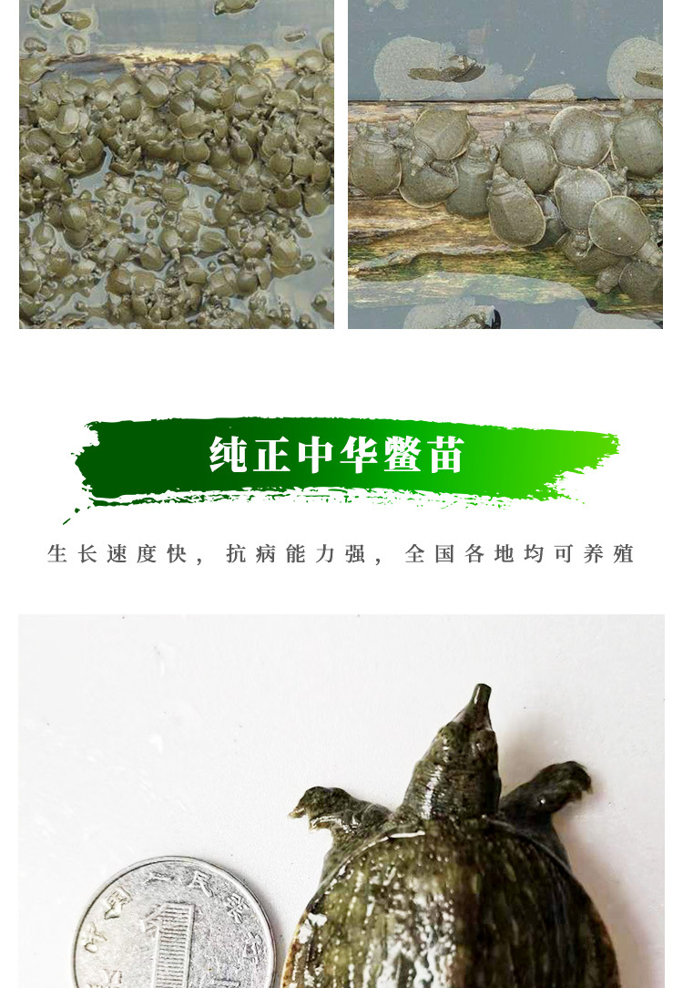 甲鱼苗_01.jpg