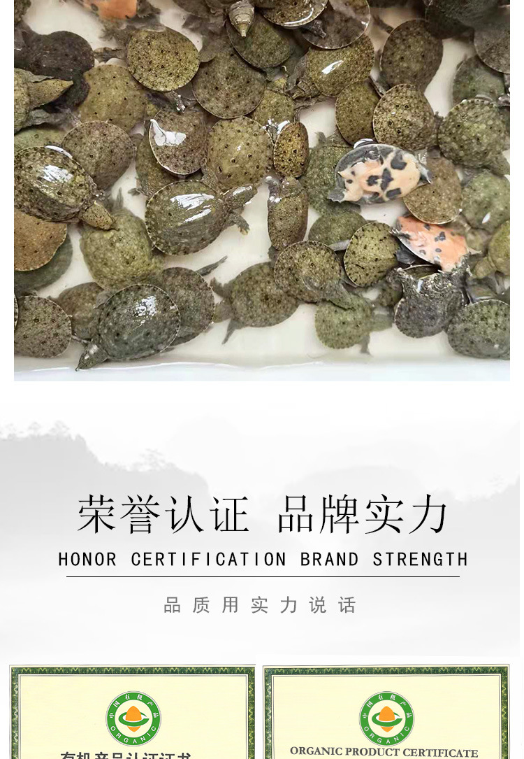 甲鱼苗_12.jpg