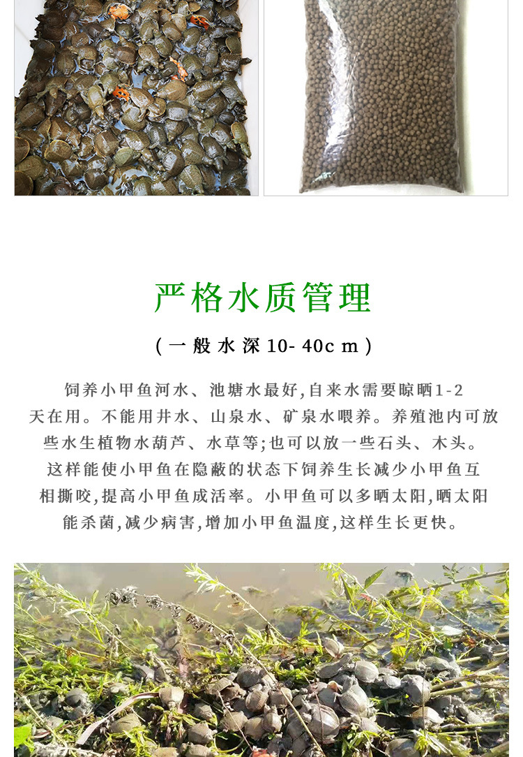 甲鱼苗_10.jpg