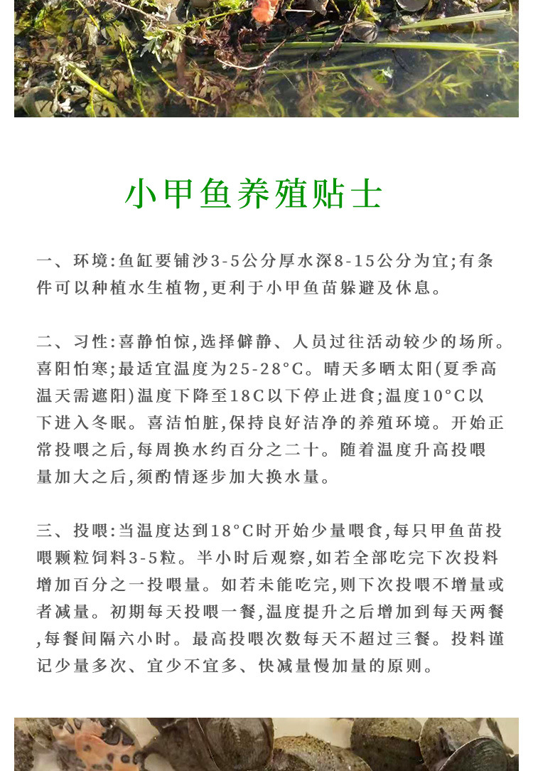 甲鱼苗_11.jpg