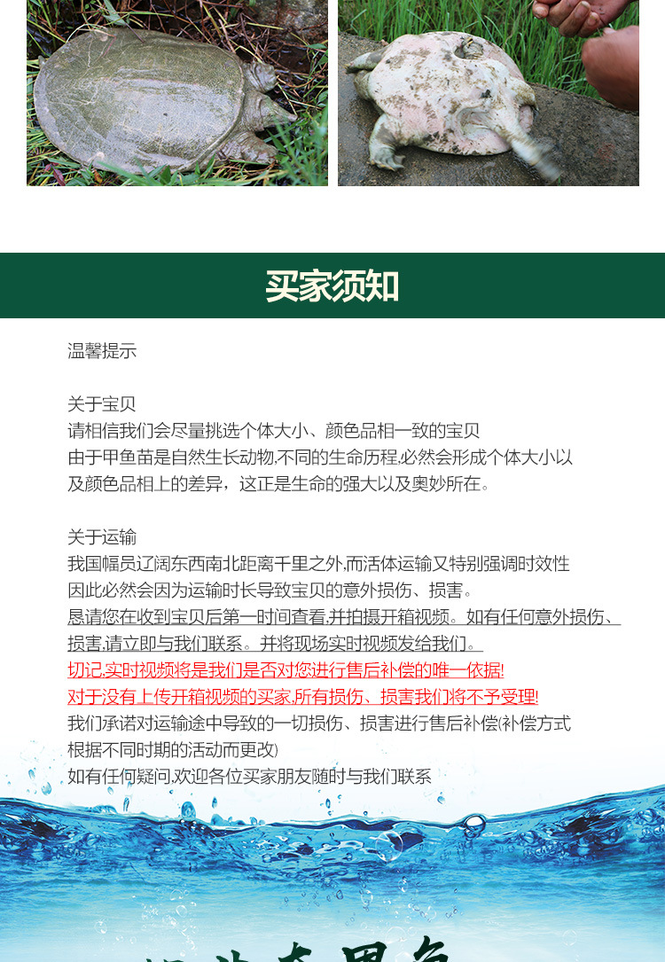 甲鱼苗_13.jpg