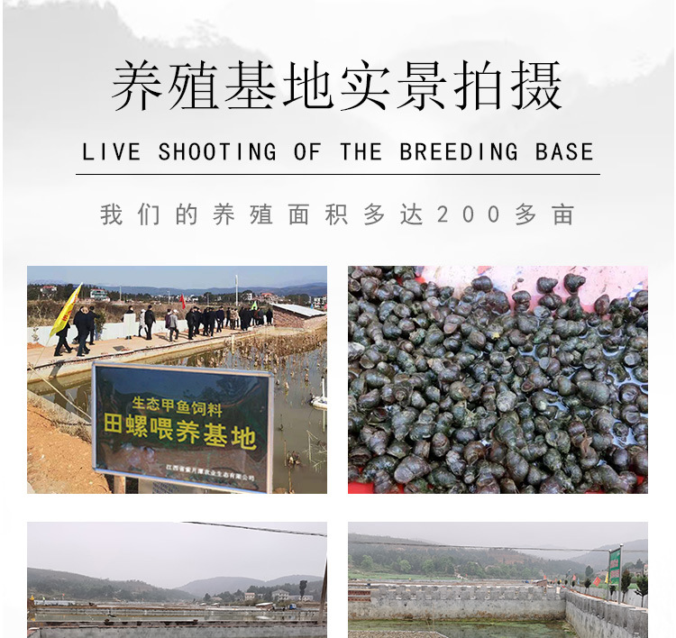 甲鱼苗_15.jpg