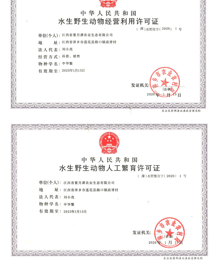 甲鱼苗_14.jpg
