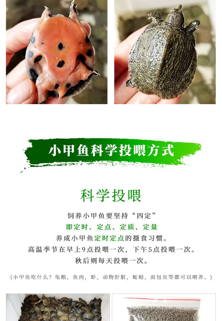 甲鱼苗_09.jpg