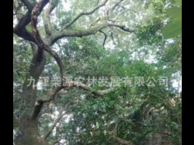 批发异型鸡爪槭 异型罗汉松 异型赤楠异型乌桕 异型榔榆 异型朴树图3