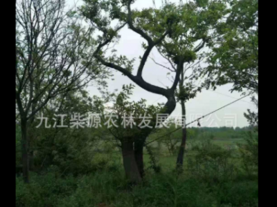 批发异型鸡爪槭 异型罗汉松 异型赤楠异型乌桕 异型榔榆 异型朴树图4