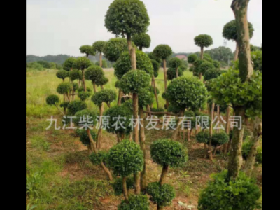 批发异型鸡爪槭 异型罗汉松 异型赤楠异型乌桕 异型榔榆 异型朴树图2