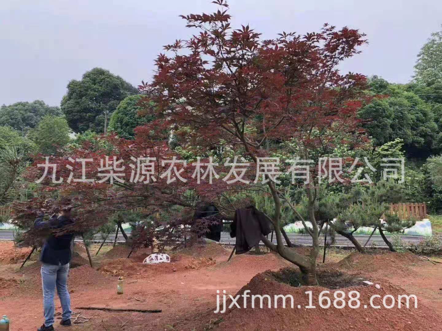 斜飘3