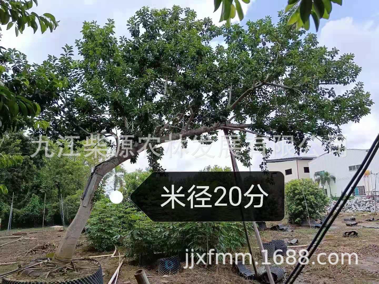 斜飘16