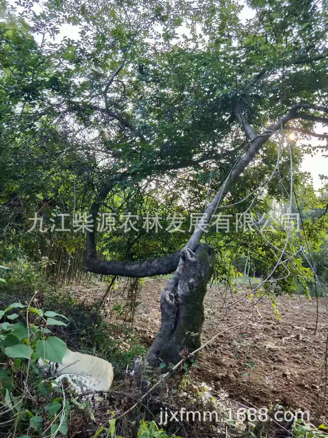 斜飘12