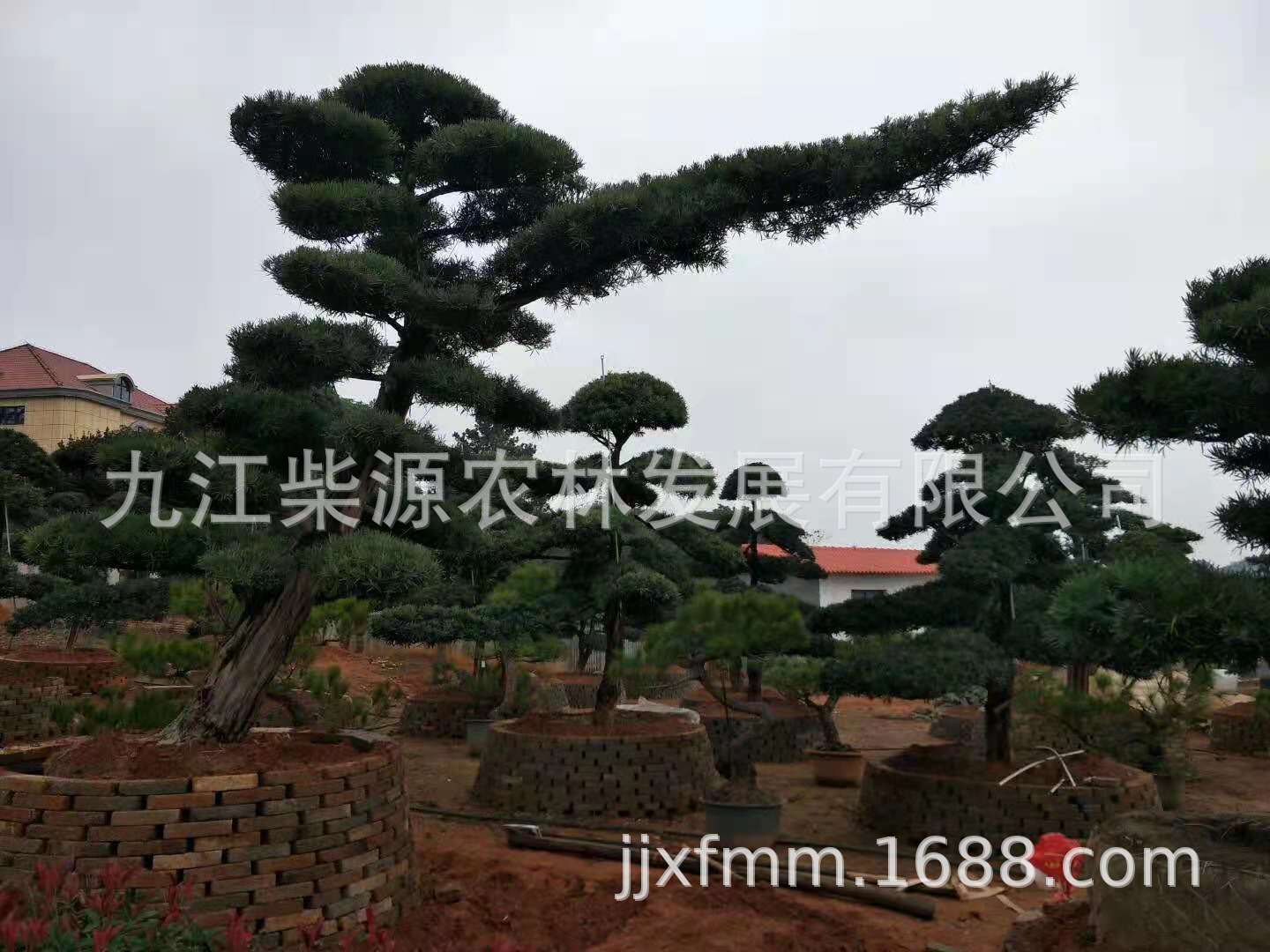 赤楠
