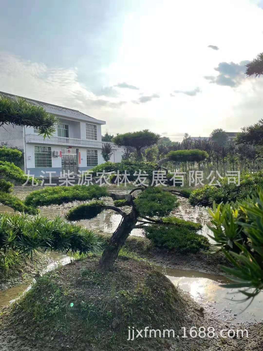 斜飘5