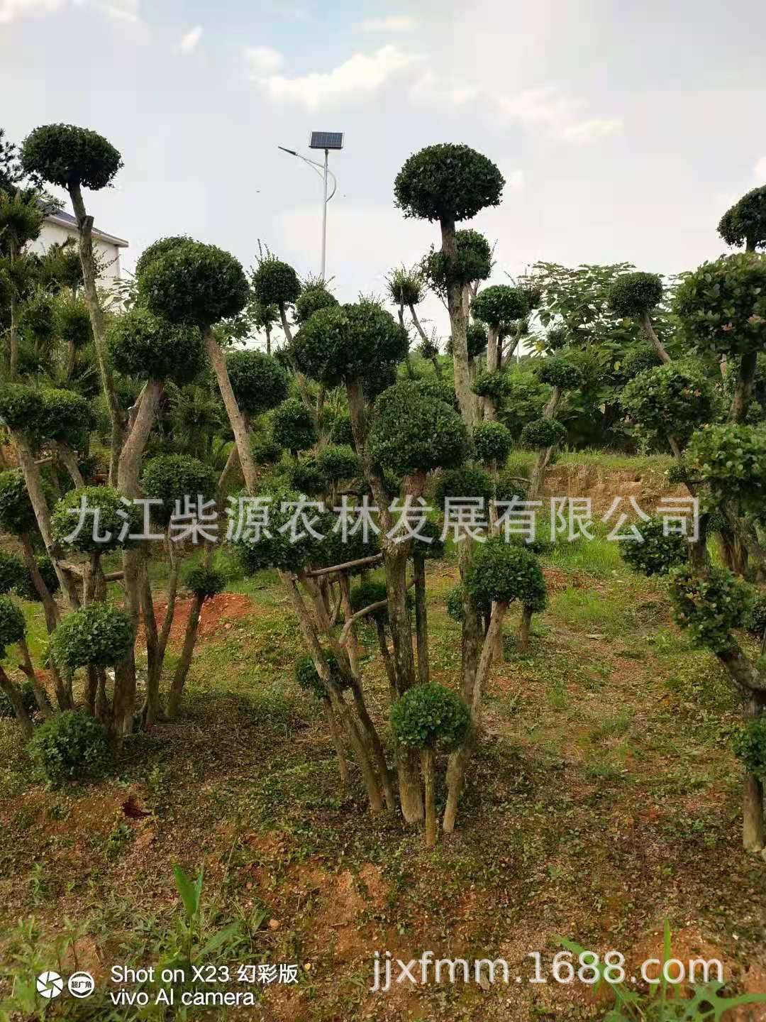 赤楠