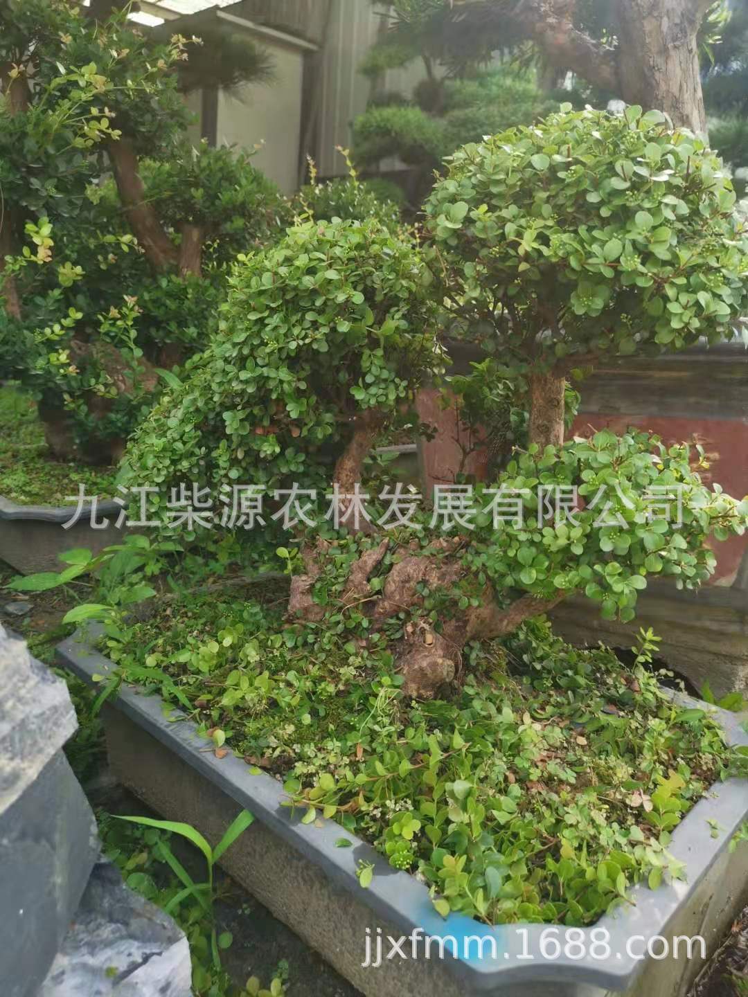 赤楠