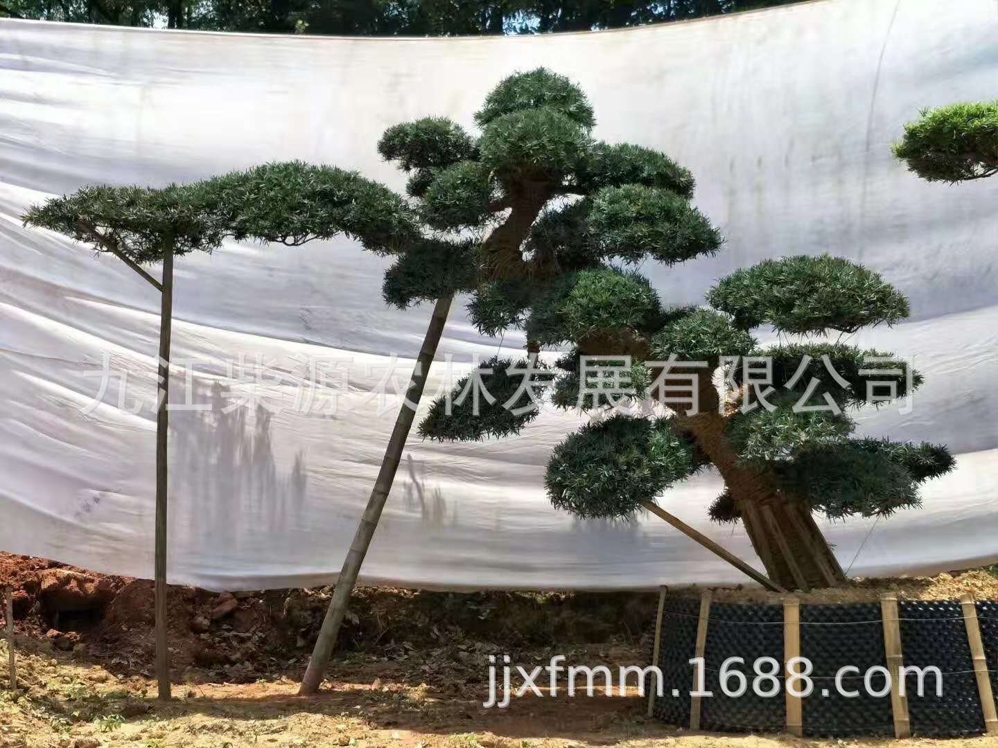 斜飘2