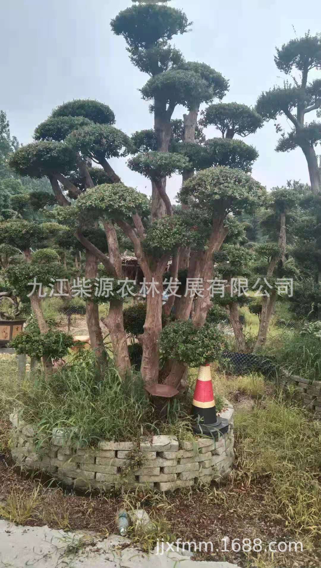 赤楠