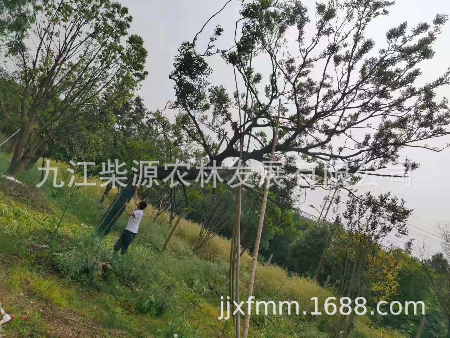 斜飘8