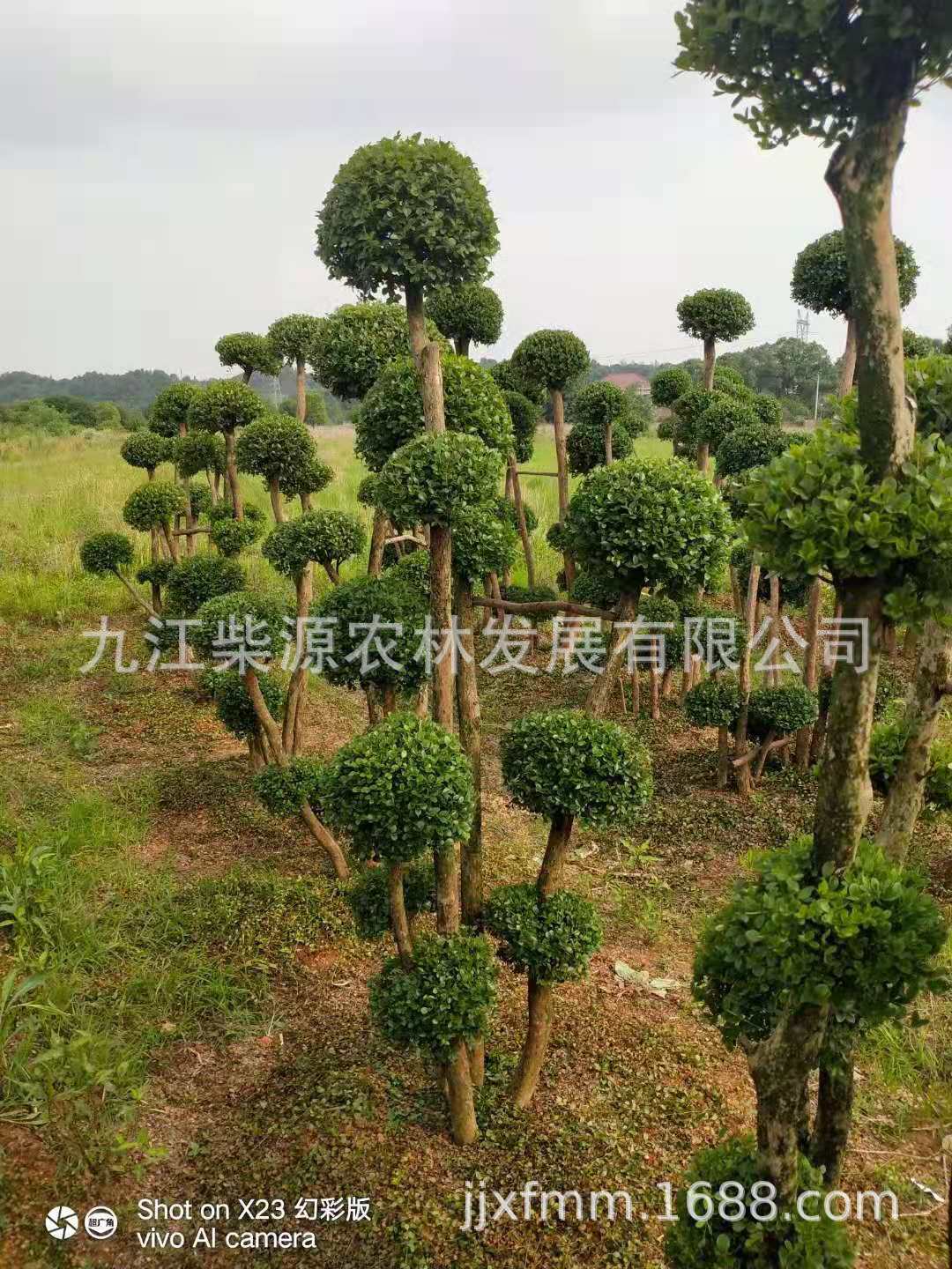 赤楠