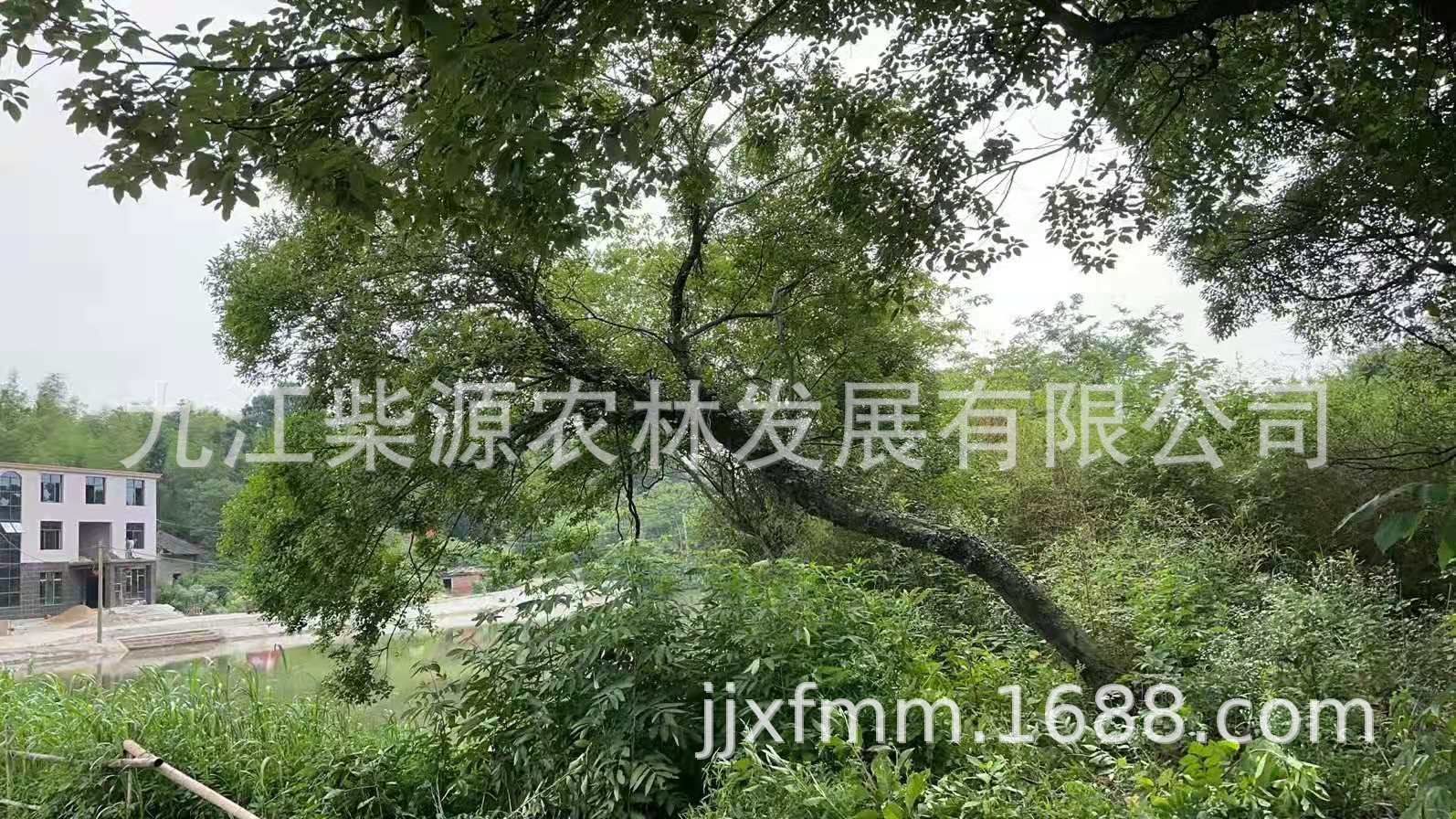 斜飘11