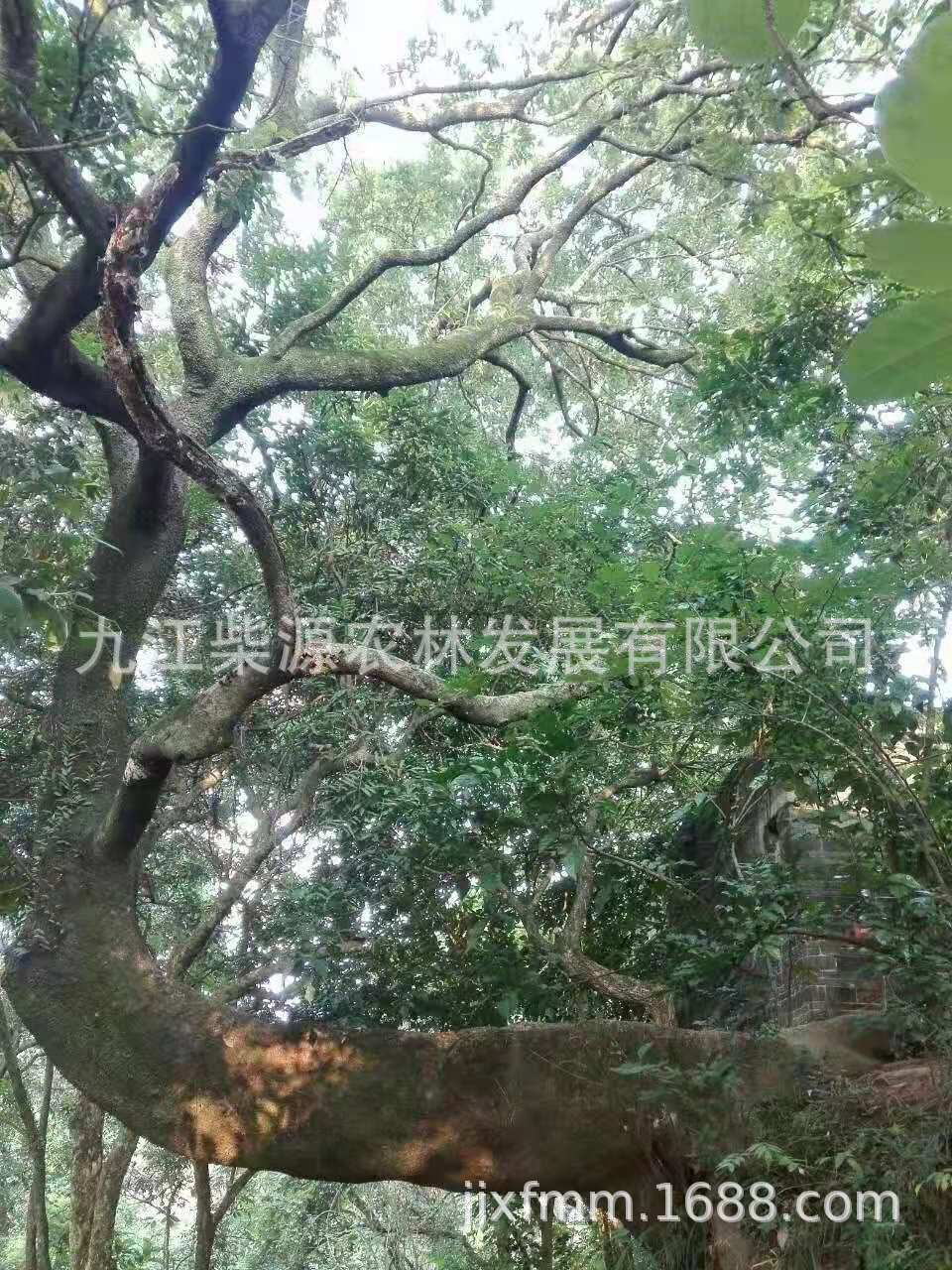 斜飘7