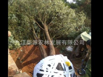 【自产自销】控根器香樟 单杆香樟丛生香樟 斜飘香樟 5杆丛生香樟图5