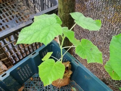 供应 泡桐苗 白花泡桐 紫花泡桐 九江泡桐 泡桐小苗 8公分泡桐图3