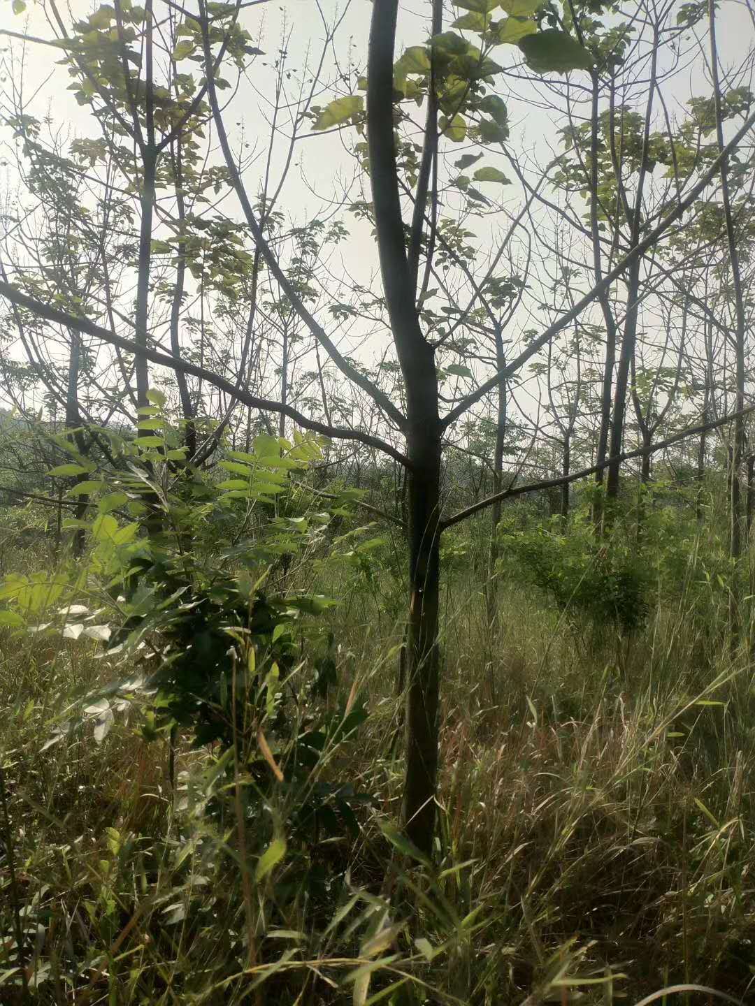 泡桐2