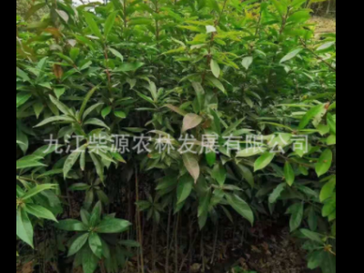 苗木基地保质保量荷木杯苗 何树杯苗柯树杯苗 木和袋苗 木荷杯苗图3