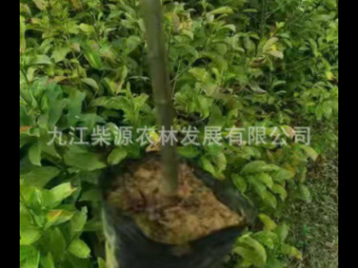 苗木基地保质保量荷木杯苗 何树杯苗柯树杯苗 木和袋苗 木荷杯苗图5