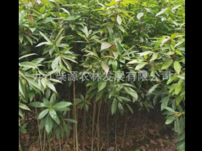 苗木基地保质保量荷木杯苗 何树杯苗柯树杯苗 木和袋苗 木荷杯苗图2