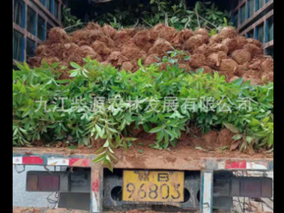 苗木基地保质保量荷木杯苗 何树杯苗柯树杯苗 木和袋苗 木荷杯苗图4