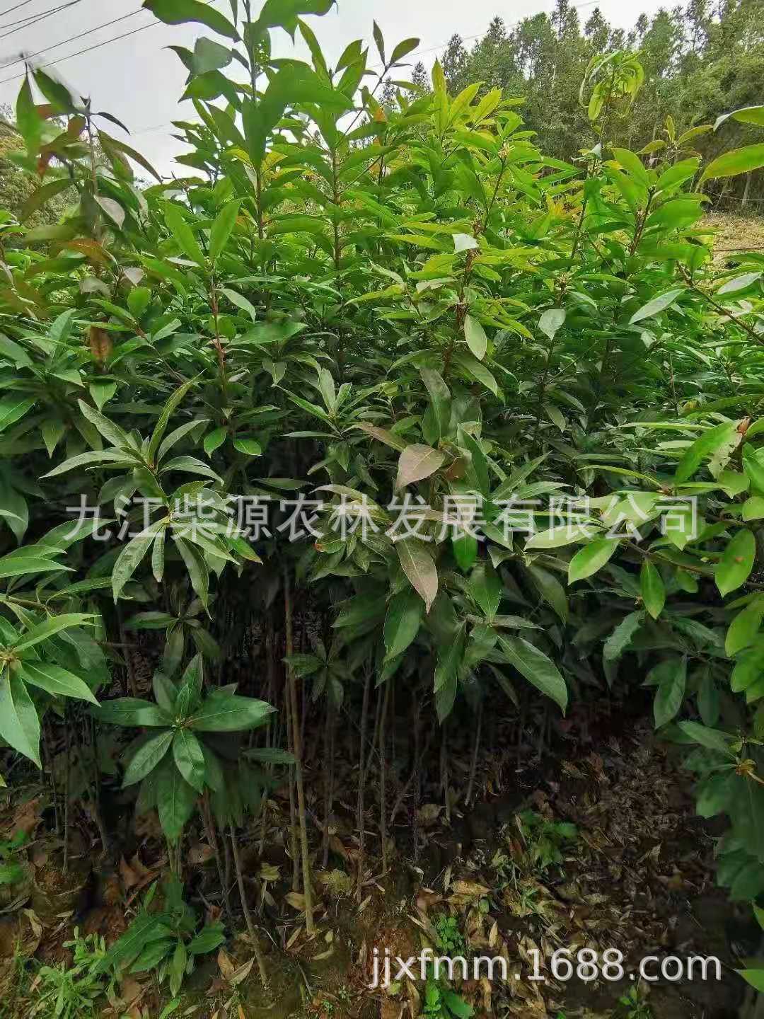 木荷7