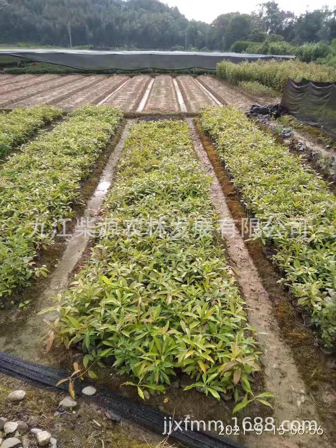 木荷6