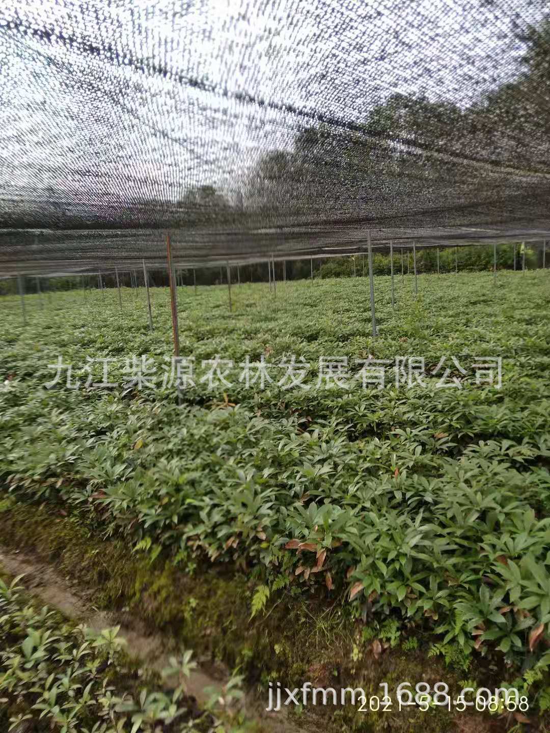 木荷5
