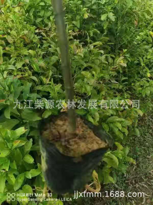 木荷9